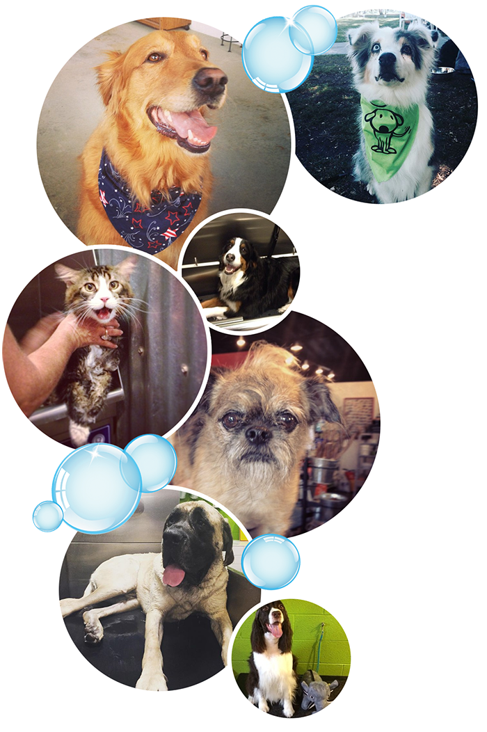 Taller collage of various pets and bubbles.