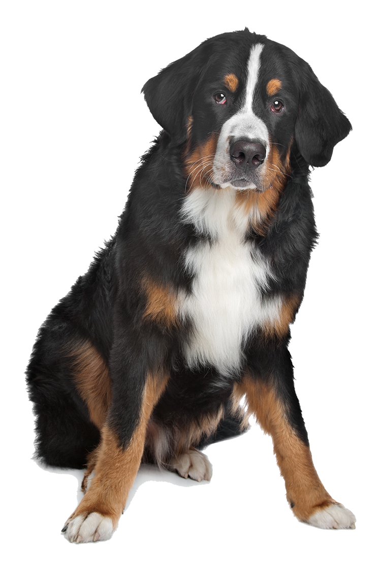 Mixed breed black, brown, and white dog on isolated background.