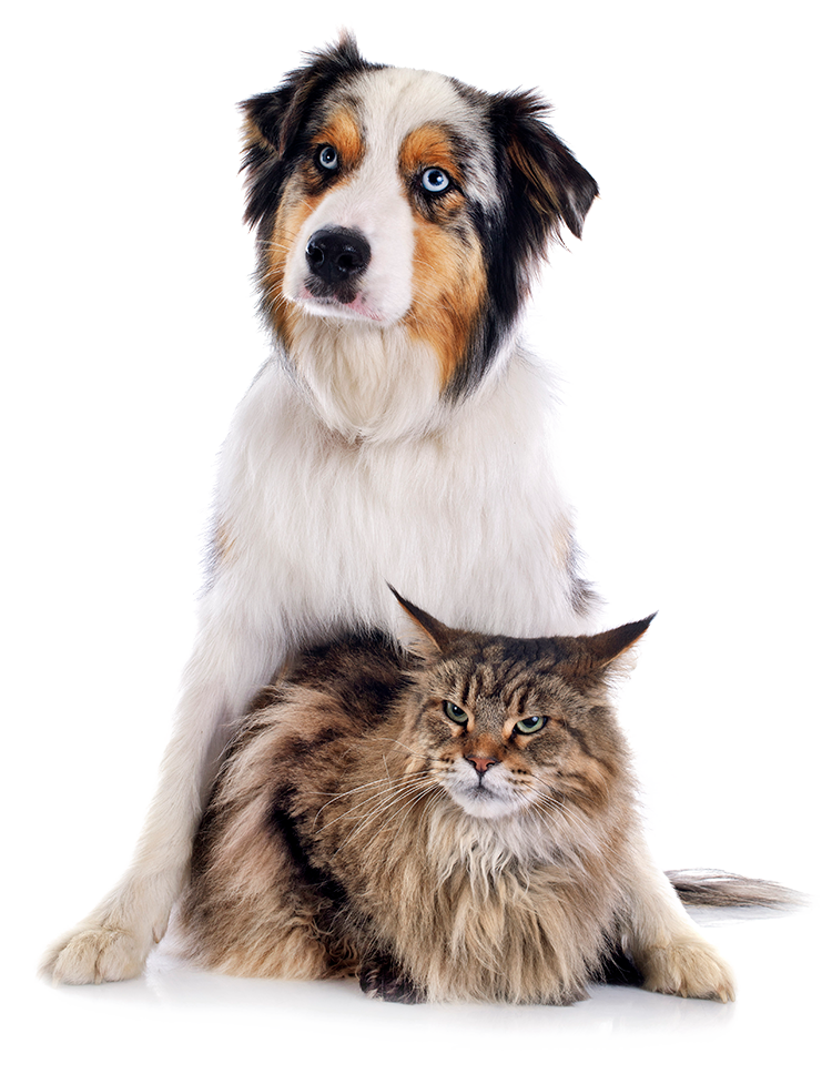 Dog and cat together on isolated background.