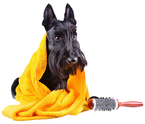 Black schnauzer with grooming supplies on isolated background.
